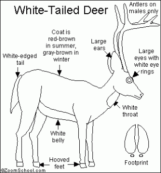 Whitetail Deer Organ Chart